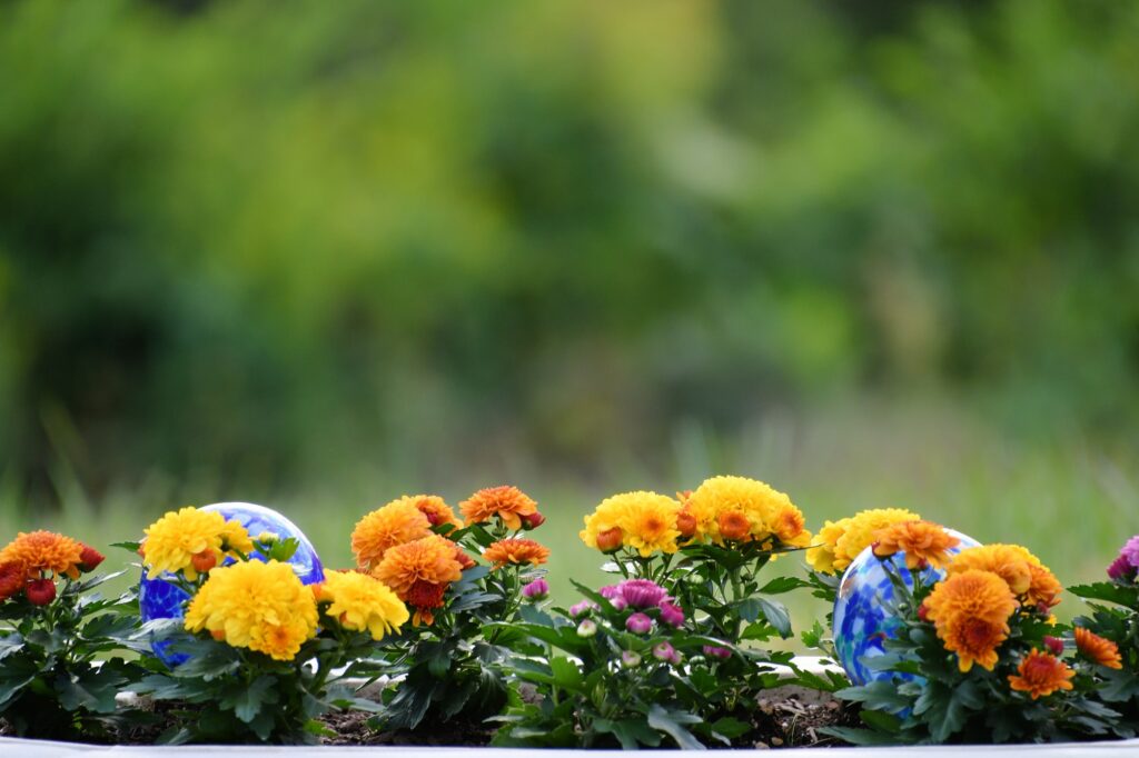 A row of bright colorful fall mums or autumn chrysanthemums in yellow, orange and purple